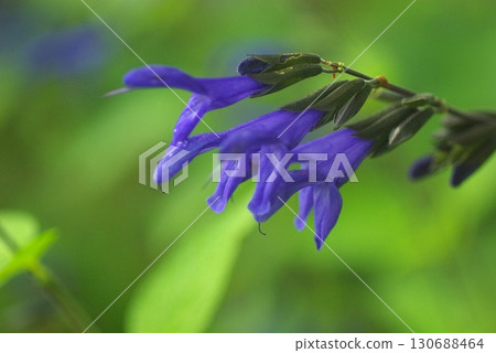 Meadows flower 130688464