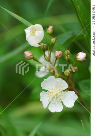 Neubara花 130688465