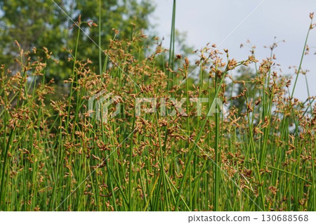Inflorescence of the Japanese quince, 2025 130688568