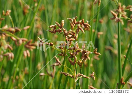 Inflorescence of the Japanese quince, 2025 130688572
