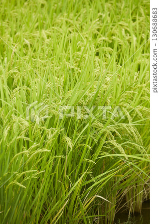 Japonica rice ears growing Japonica rice ears growing 130688683