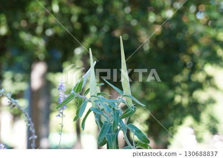 藍星劍鞘 - 2025 130688837