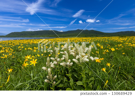 福島縣北方市熊倉町小國濕地，群山環繞，盛開的萱草和白百合 130689429