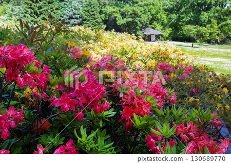 Japanese garden in Main Botanical Garden in Moscow Japanese garden in Main Botanical Garden in Moscow 130689770