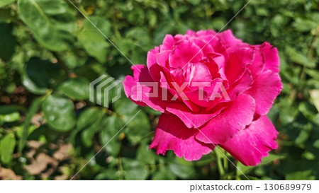 Vibrant pink rose in full bloom against a soft-focus green garden background 130689979