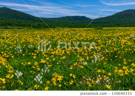 福島縣北方市熊倉町 - 藍天下大國沼盛開的萱草和貓魔山等山脈的景色。 130690333