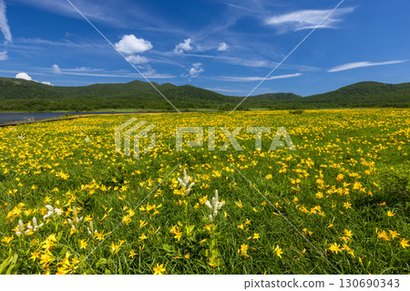 福島縣北方市熊倉町 - 藍天下大國沼盛開的萱草和貓魔山等山脈的景色。 130690343