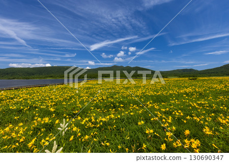 Kumakura Town, Kitakata City, Fukushima Prefecture - A view of the blooming day lilies in the Okuninuma Marshland under a blue sky and the mountains including Mt. Nekoma. 130690347