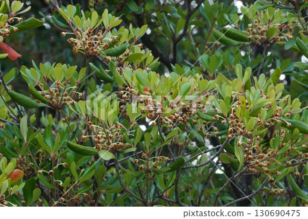 Small fruits of the Japanese lantern plant can be seen behind the flowers that have finished blooming. 2025 Small fruits of the Japanese lantern plant can be seen behind the flowers that have finished blooming. 2025 130690475