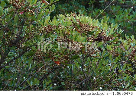 Small fruits of the Japanese lantern plant can be seen behind the flowers that have finished blooming. 2025 130690476