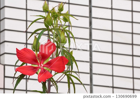 Bright red flowers of the maple tree, July 2025 130690699