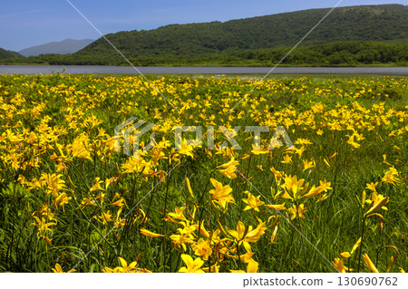 福島縣北方市熊倉町小國沼盛開的萱草花，背景是西吾妻山。 130690762