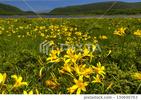 福島縣北方市熊倉町小國沼盛開的萱草花，背景是西吾妻山。 130690763