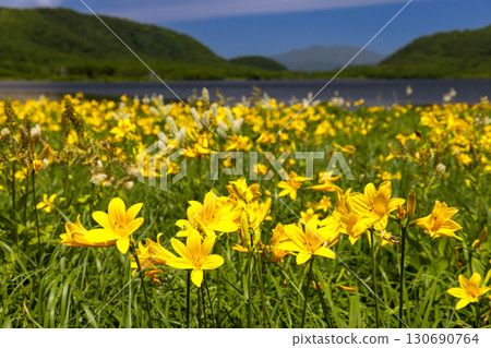Day lilies in full bloom in the Oguni Marsh, Kumakura-cho, Kitakata City, Fukushima Prefecture, with Mount Nishi-Azuma in the background. 130690764