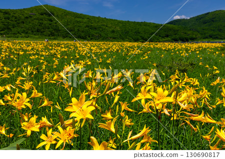 Oguni, Kumagura-machi, Kitakata-shi, Fukushima Prefecture The green and blue sky of the Nikko-kisuge colony in full bloom and the surrounding mountains covering the Oguni-numa Marsh 130690817