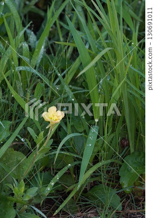 雜草叢中盛開的月見草 - 2025 130691011