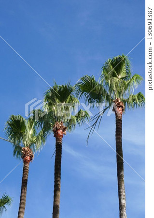 Washington Palm. 2025 130691387