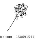 Hand drawn vector illustration of St John s wort flowers with delicate petals and clustered buds, created in botanical linework, ideal for herbal remedies, tea packaging, apothecary branding, eco 130691541