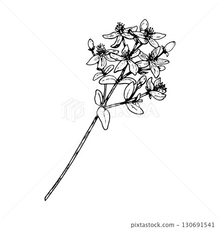 Hand drawn vector illustration of St John s wort flowers with delicate petals and clustered buds, created in botanical linework, ideal for herbal remedies, tea packaging, apothecary branding, eco 130691541