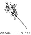 Hand drawn vector illustration of St John s wort Hypericum perforatum with stem, leaves and blooming flowers, made in line art, suitable for herbal tea labels, apothecary packaging, eco design 130691543