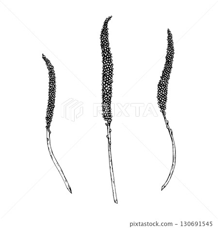 Vector illustration of plantain spikes Plantago major, showing elongated seed heads on slender stems, drawn in line style, perfect for apothecary labels, herbal tea packaging and eco product design Vector illustration of plantain spikes Plantago major, showing elongated seed heads on slender stems, drawn in line style, perfect for apothecary labels, herbal tea packaging and eco product design 130691545