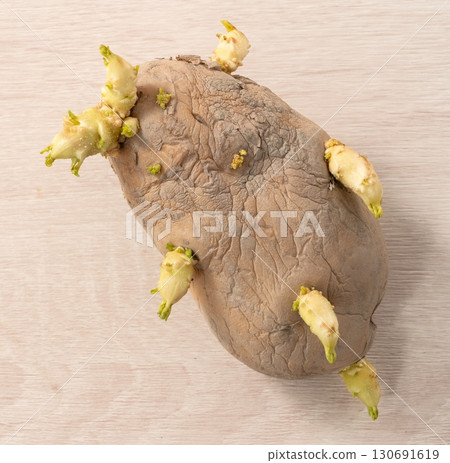 sprout potato bud sprout potato Sprouted potatoes ジャガイモ sprout sprout potato bud sprout potato Sprouted potatoes ジャガイモ sprout 130691619
