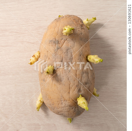 sprout potato bud sprout potato Sprouted potatoes ジャガイモ sprout 130691621