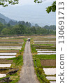 Neatly lined rice fields and straight roads 130691713