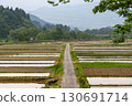 Neatly lined rice fields and straight roads 130691714