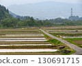 Neatly lined rice fields and straight roads 130691715