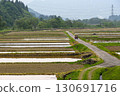 Neatly lined rice fields and straight roads 130691716