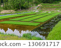 Rice paddy after rice planting 130691717