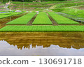 Rice paddy after rice planting 130691718