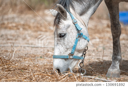 White horse eating hay in a field 130691892