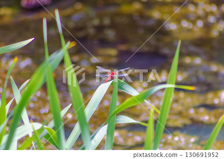 荷塘蜻蜓4-8 130691952