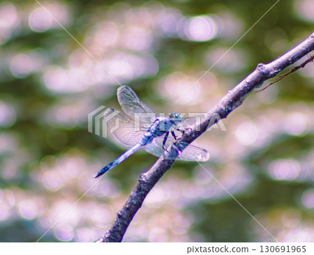Lotus Pond Dragonfly 4-20 130691965