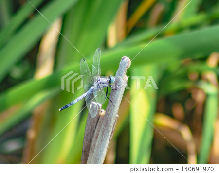 荷塘蜻蜓4-34 荷塘蜻蜓4-34 130691970