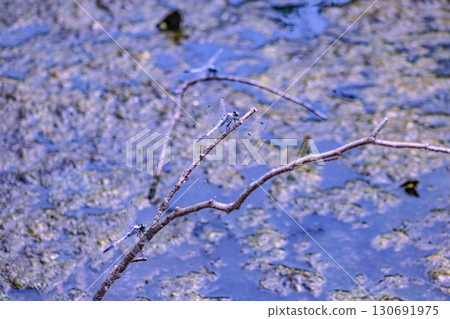 Lotus Pond Dragonfly 4-39 Lotus Pond Dragonfly 4-39 130691975