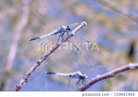 荷塘蜻蜓4-52 130691988