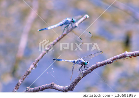 荷塘蜻蜓4-53 130691989