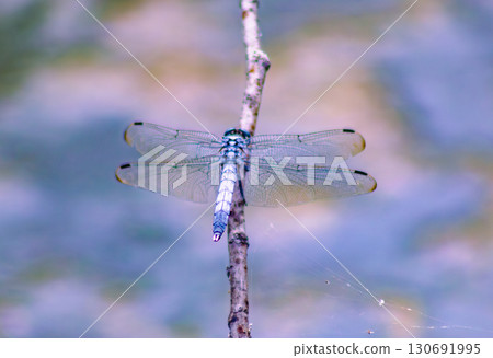 Lotus Pond Dragonfly 4-58 Lotus Pond Dragonfly 4-58 130691995
