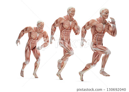 Running cycle. 3D Anatomical illustration. Isolated. 3D illustration 130692040