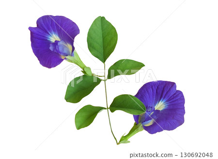beautiful different shaped butterfly pea flowers isolated on white background.   130692048