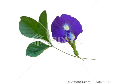 beautiful different shaped butterfly pea flowers isolated on white background. beautiful different shaped butterfly pea flowers isolated on white background. 130692049