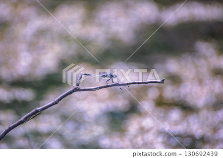 荷塘蜻蜓6-10 130692439