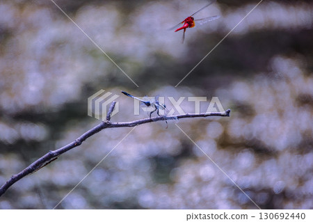 荷塘蜻蜓6-11 荷塘蜻蜓6-11 130692440