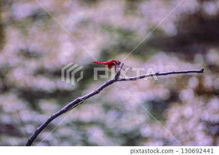 荷塘蜻蜓6-12 130692441