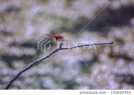 Lotus Pond Dragonfly 6-14 Lotus Pond Dragonfly 6-14 130692444
