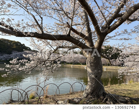 Cherry blossoms at Akashi park Cherry blossoms at Akashi park 130692743