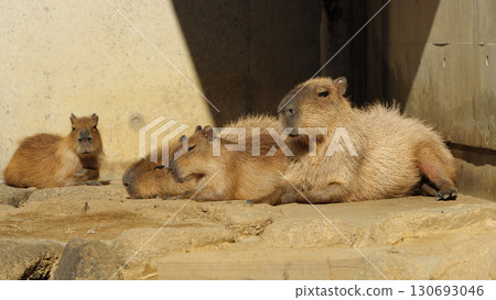 冬天，水豚媽媽和寶寶擠在一起 130693046